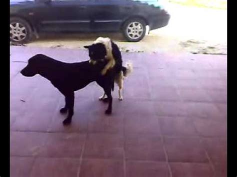 mujeres follando con perros grandes|Rubia se deja coger por su perro por primera vez